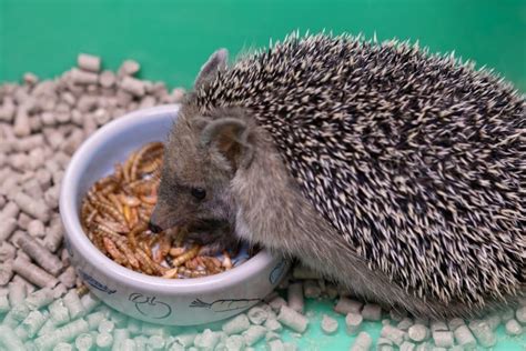 eatbirdfood|can hedgehogs eat bird food.